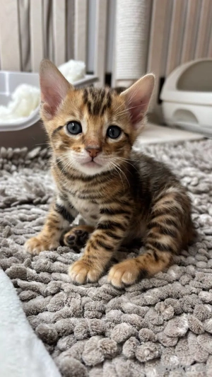 Reinrassige Bengalkatzen mit Stammbaum