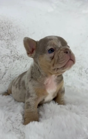 Französische Bulldogge