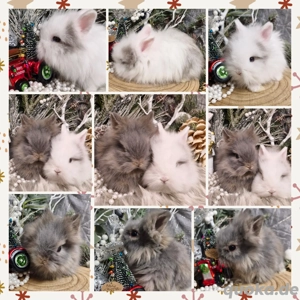 Zwergkaninchen, Löwenkopf, Teddyzwerg Hase