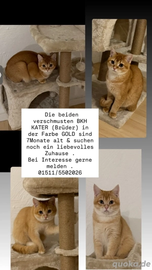 reinrassige BKH KATER