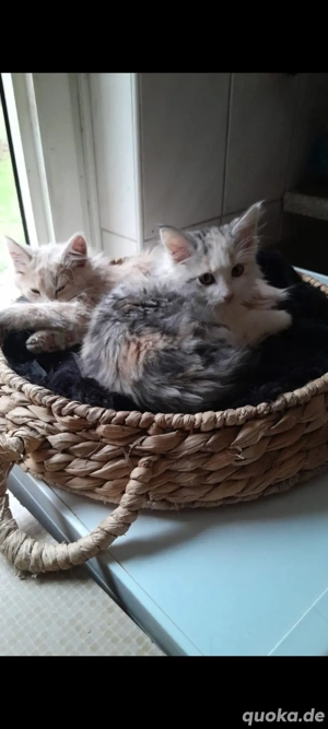 Maine coon Mix kitten