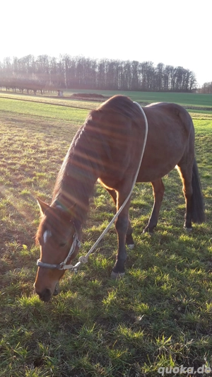 Suche Pflegebeteiligung