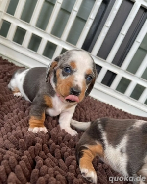 Sonderangebot für unsere Zwergdackelwelpen. Kontaktieren Sie uns per WhatsApp unter 1577 8658416