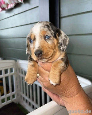 Auf der Suche nach einem vertrauenswürdigen Miniaturzüchter? Suche mehr   