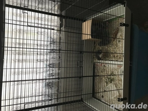 Zwergwachteln mit Käfig nur zusammen!!!