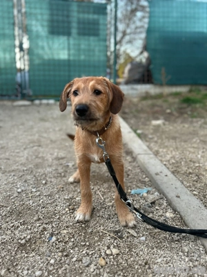 Welpe *PANCHO* - ein verspielter, aktiver und neugieriger Spaziergänger