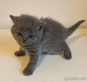 British Kurzhaar Kitten BKH