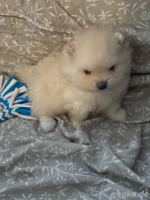 Pomeranian( Zwergspitz Welpen )
