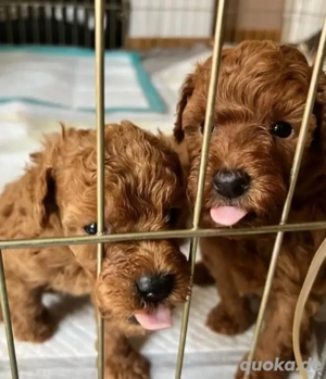 Süßer Toypudel-Welpe (Rüde), Pudel in seltenem rotbraun