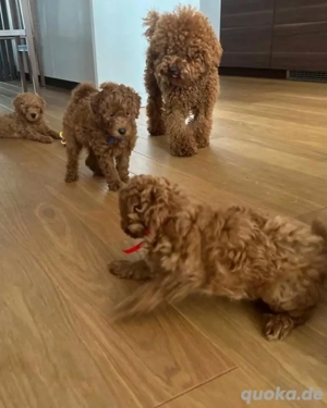 Wundervolle Zwerg Toy Pudel Welpen