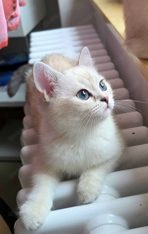 BKH Kitten, abgabebereit, mit blauen Augen, Papa mit Stammbaum, Kaufvertrag, evtl Impfpass 