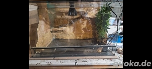 Leopardgecko Pärchen 