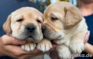 Unsere wunderschönen Labrador-Welpen suchen ein liebevolles Zuhause    Gesund, verspielt und bereit,
