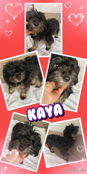 Süße Kaya - bald auf Pflegestelle!