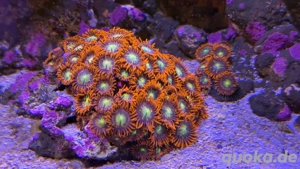 Zoantharia Krustenanemonen Ableger