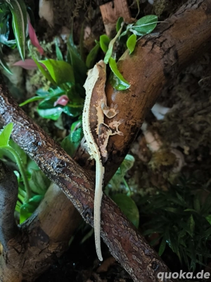 1.0 kronengecko Black Lilly White 