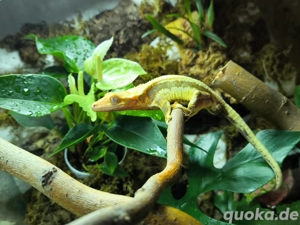 1.0 kronengecko Lilly White 