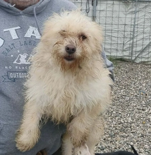 Malteser Mix Rüde 1j 35cm 10kg weiss wuschelig Ausreise nach Adoption BUNDESWEIT 