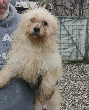 Kleiner Rüde 1j 35cm 10kg weiss wuschelig Ausreise nach Adoption BUNDESWEIT 