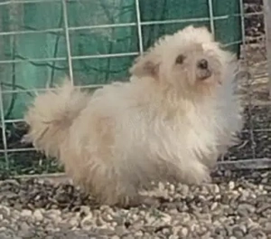 Kleiner Rüde 1j 35cm 10kg weiss wuschelig Ausreise nach Adoption BUNDESWEIT 