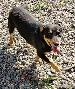 Kleiner Rüde 2j 12kg 35 cm KINDERLIEB Ausreise nach Adoption BUNDESWEIT