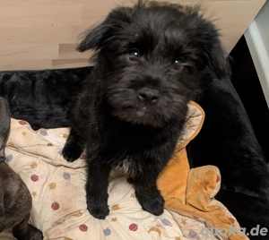 Mischlings Rüde 4 Monate