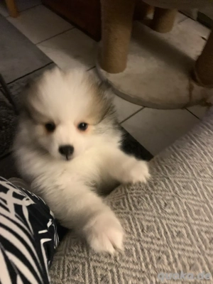 Pomeranian Mischling Welpe