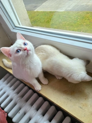 BKH Kitten, abgabebereit, mit blauen Augen, Papa mit Stammbaum, Kaufvertrag, evtl Impfpass 