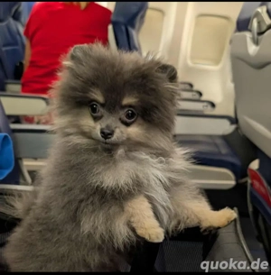 Pomeranian-Welpen verfügbar