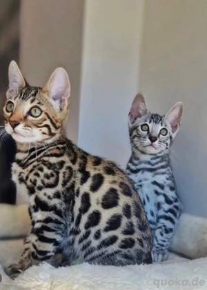 Exklusive Bengal Kitten ab Januar