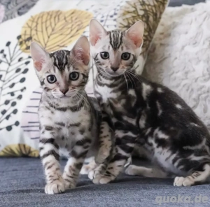 Zwei Halberwachsene Bengalengeschwister auf der Suche nach einer netten Familie