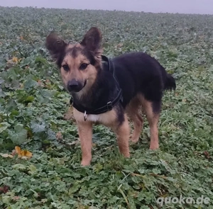 Hündin Nikita - hat den Ukrainekrieg überlebt