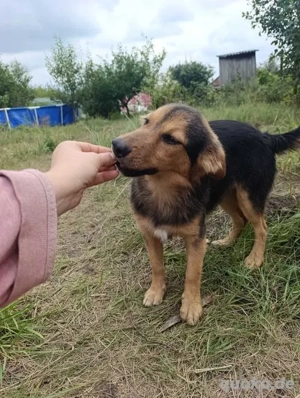 Hündin Nikita - hat den Ukrainekrieg überlebt