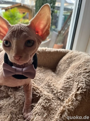 Canadian Sphynx Royal Junger