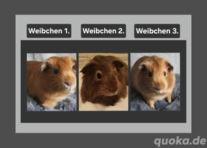 Drei Meerschweinchen-Weibchen Jungtiere