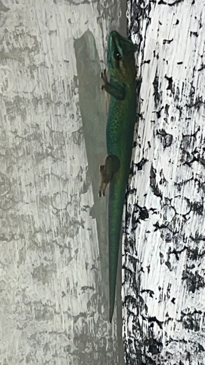 Lygodactylus williamsi