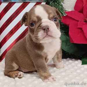 Reinrassige Englische Bulldoggenwelpen - English bulldog 