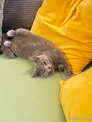 Britisch Kurzhaar Katzen