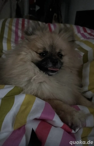 Pomeranian Welpe