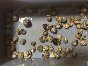 10 Algenschnecken Meerwasser