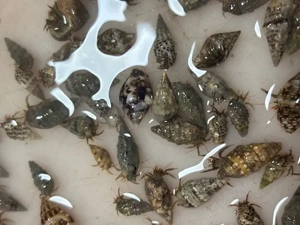 Einsiedlerkrebse 20 Stück