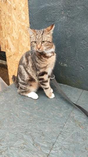 Maine coon Bengal mix 