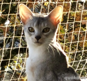  Abessinier-Deckkater in schwarz-silberfarben  Bild 5
