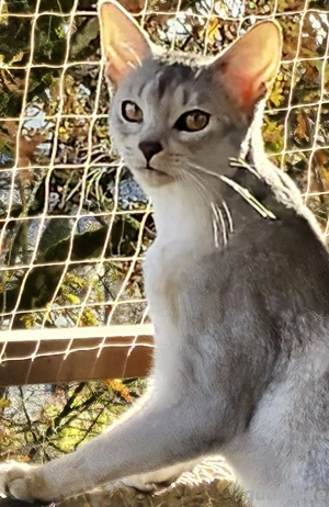  Abessinier-Deckkater in schwarz-silberfarben  Bild 4