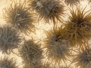 4 Anemonen