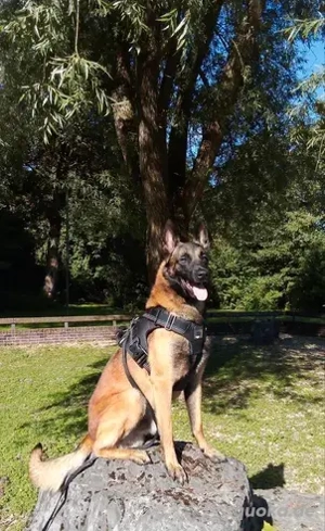 Belgische Schäferhund 