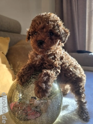 Toypudel Weibchen in red