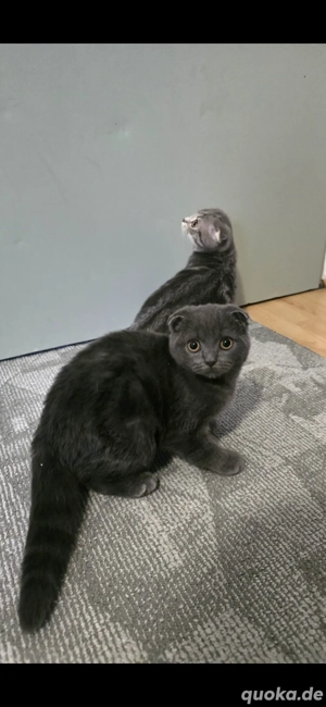 Unsere kleinen Kätzchen suchen ein liebevolles Zuhause