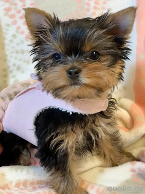 Wunderbarer Mini-Yorkshire-Terrier.