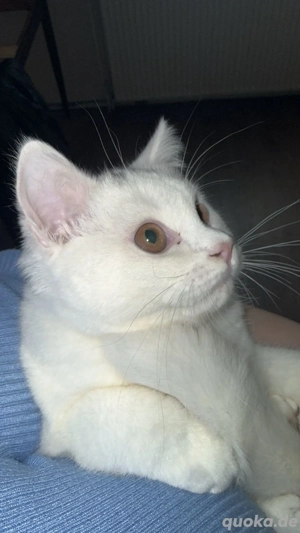 weiße Britisch Katzenbaby sucht ein Zuhause.     Bkh katzen-kleineKatzen-kitten-katzenbaby